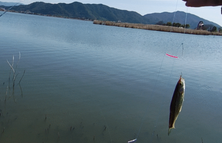 今が最盛期?伊庭内湖でホンモロコ釣り